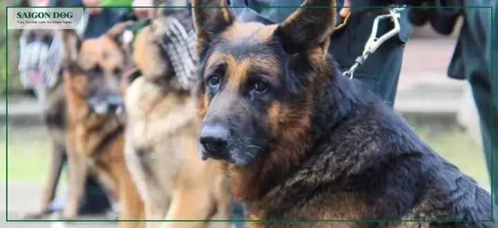 Trại Huấn Luyện Chó Gia Đình Đồng Nai (doggy Home)