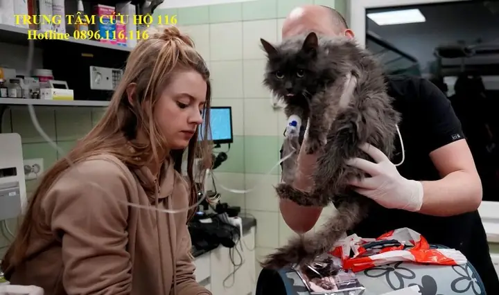 Danh Sách Địa Chỉ Cứu Hộ Chó Mèo Tại Hải Phòng(một Trong 10 Địa Chỉ Cứu Hộ Chó Mèo Toàn Quốc)