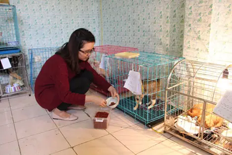 Trạm Cứu Hộ Chó Mèo Hải Phòng