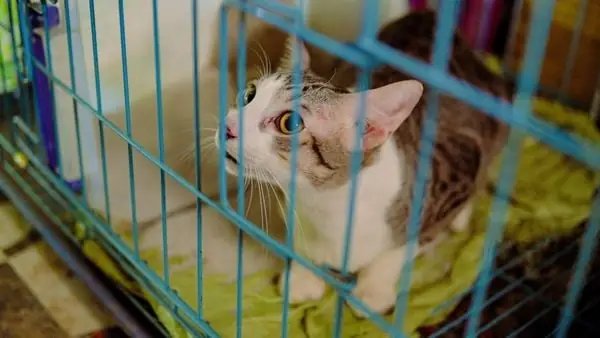 Trạm Cứu Trợ Chó Mèo