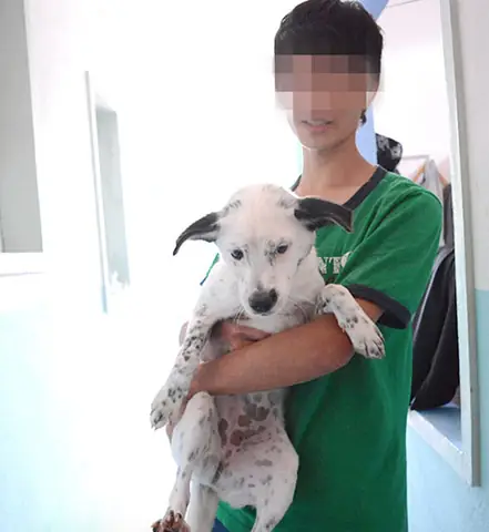 Trạm Thông Tin Và Cứu Hộ Chó Mèo Đà Nẵng