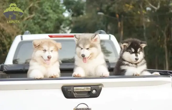 Quy Trình Hợp Tác Nhân Giống Chó Cảnh