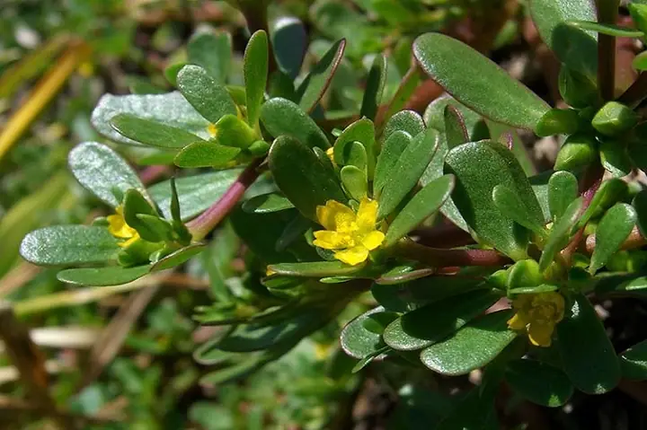 Cách Trị Bệnh Sán Chó Bằng Thuốc Nam Được Dân Gian Lưu Truyền