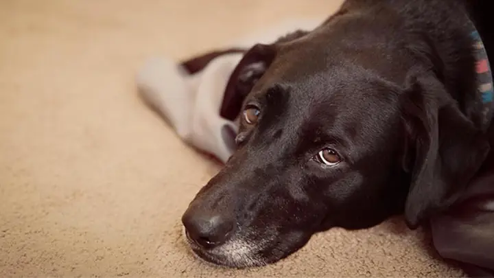 Nguyên Nhân Bệnh Parvo Ở Chó