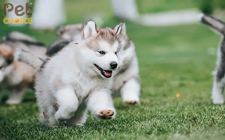 Giai Đoạn Phát Triển Của Chó Alaska Con