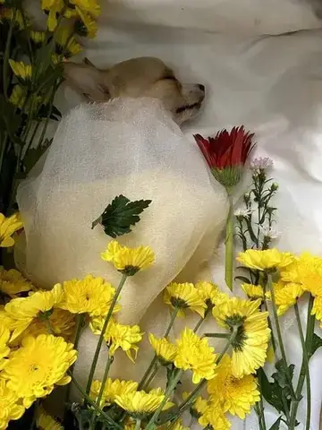 Những Yếu Tố Cần Cân Nhắc Khi Chọn Dịch Vụ Trợ Tử Cho Chó Tphcm