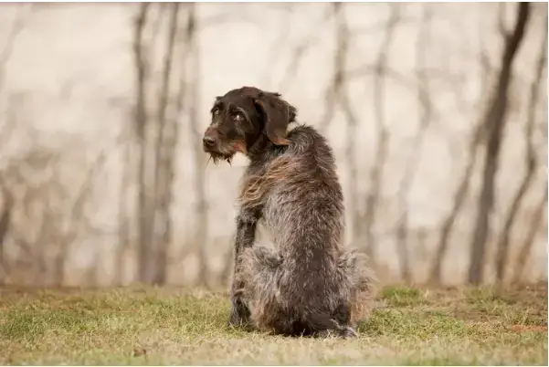 Một Số Địa Chỉ Cung Cấp Dịch Vụ Trợ Tử Cho Chó Tphcm Đáng Tin Cậy (ví Dụ Minh Họa)