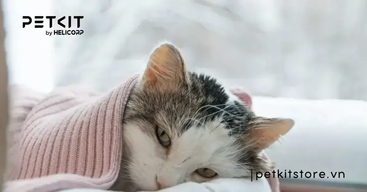 Những Nguy Cơ Tiềm Ẩn Khi Tắm Cho Chó Vào Mùa Lạnh