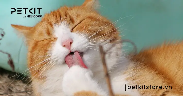 Trời Lạnh Có Nên Tắm Cho Mèo Không?