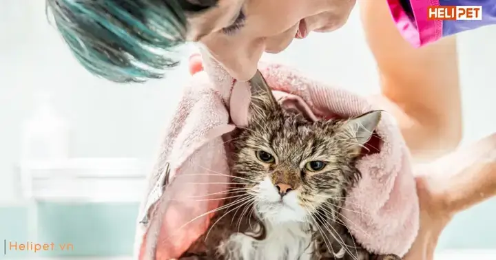 Lợi Ích Không Ngờ Của Việc Vệ Sinh Cho Chó Ngay Cả Trong Thời Tiết Lạnh