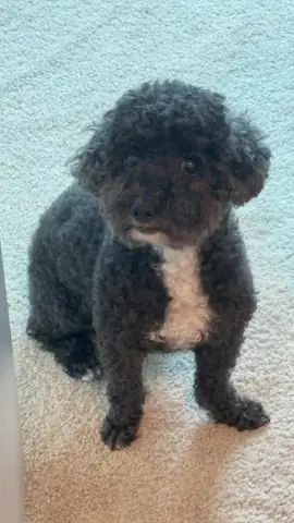 Trời Nắng Nóng Chó Bỏ Ăn: Nguyên Nhân, Dấu Hiệu & Giải Pháp Toàn Diện