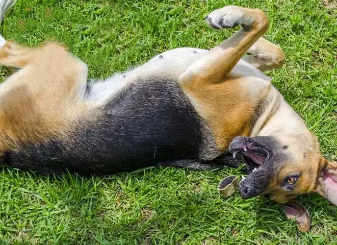 Trời Nắng Nóng Chó Bỏ Ăn