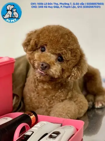 Trông Giữ Chó Mèo Gò Vấp