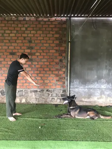 Trung Tâm Huấn Luyện Chó Uy Tín