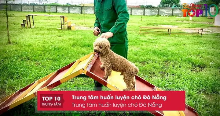 Trung Tâm Huấn Luyện Chó Đà Nẵng
