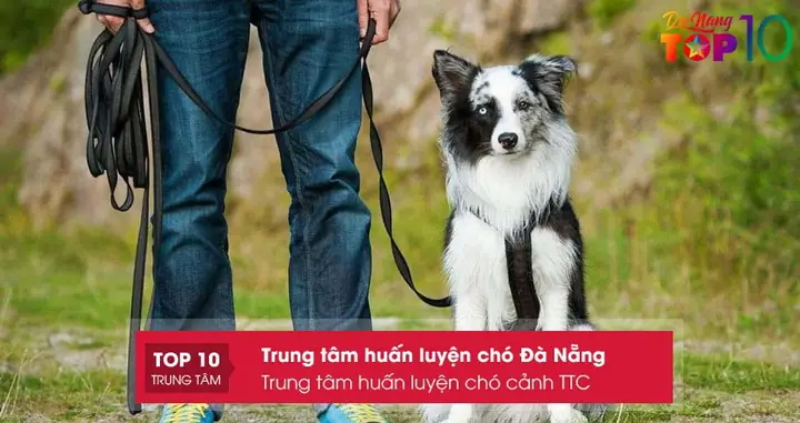 Trung Tâm Huấn Luyện Chó Cảnh Ttc