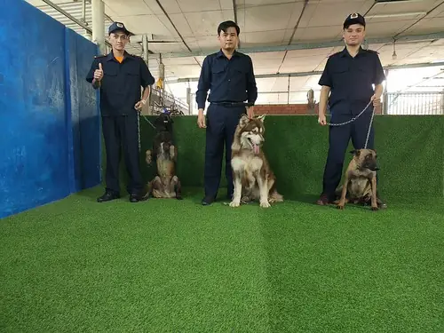Khám Phá Các Trung Tâm Huấn Luyện Chó Chuyên Nghiệp Tại Tiền Giang Khám Phá Các Trung Tâm Huấn Luyện Chó Chuyên Nghiệp Tại Tiền Giang