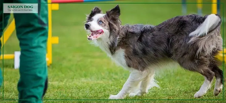 Cách Chọn Trường Dạy Chó Phù Hợp Cho Cún Cưng Của Bạn