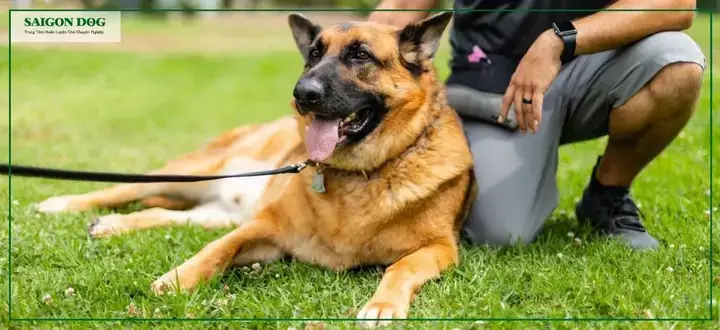 Top 5 Trường Dạy Chó Quận 12 Uy Tín Và Chất Lượng