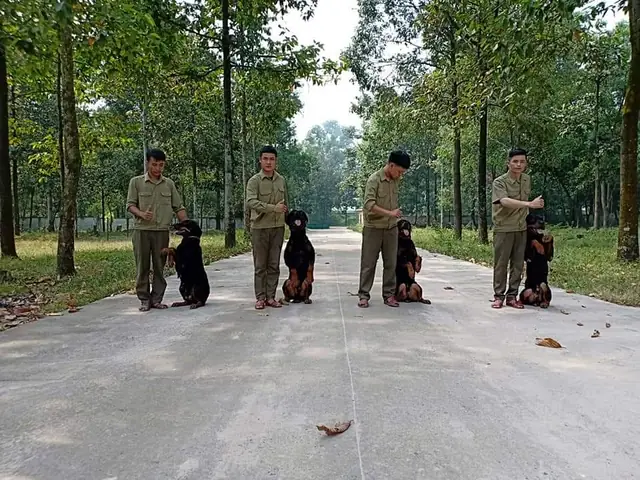 Trường Huấn Luyện Chó Cảnh