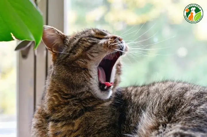 Mèo Bị Hôi Miệng Do Mắc Bệnh Răng Miệng Mèo Bị Hôi Miệng Do Mắc Bệnh Răng Miệng