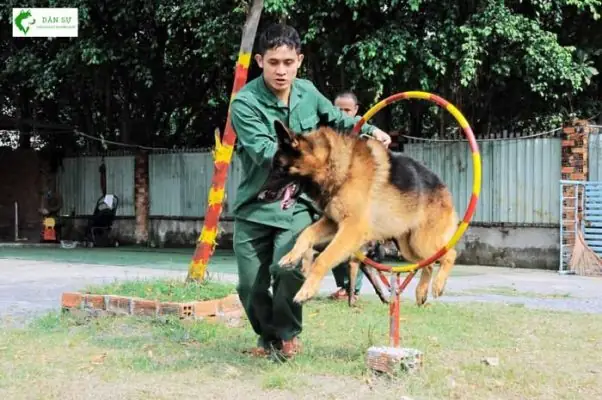 Nội Dung Huấn Luyện Chó