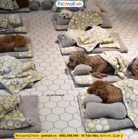 Vì Quá Bận Rộn Không Thể Chăm Sóc Thú Cưng, Người Dân Hàn Quốc Đã Đưa Các Em Đến Trường Mẫu Giáo Học Tập. Hàn Quốc Yêu Thương Thú Cưng Đến Mức Xây Cả Trường Mẫu Giáo Để Dạy Dỗ Và Chăm Sóc Chó, Mèo. Tình Yêu Thương Động Vật Được Lên Giáo Án Kĩ Càng Với Các Chương Trình Và Hoạt Động Thực Tế.