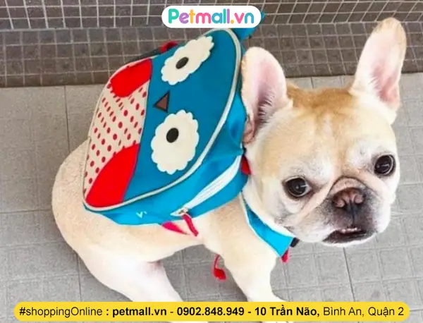 Vì Quá Bận Rộn Không Thể Chăm Sóc Thú Cưng, Người Dân Hàn Quốc Đã Đưa Các Em Đến Trường Mẫu Giáo Học Tập. Hàn Quốc Yêu Thương Thú Cưng Đến Mức Xây Cả Trường Mẫu Giáo Để Dạy Dỗ Và Chăm Sóc Chó, Mèo. Tình Yêu Thương Động Vật Được Lên Giáo Án Kĩ Càng Với Các Chương Trình Và Hoạt Động Thực Tế. Vì Quá Bận Rộn Không Thể Chăm Sóc Thú Cưng, Người Dân Hàn Quốc Đã Đưa Các Em Đến Trường Mẫu Giáo Học Tập. Hàn Quốc Yêu Thương Thú Cưng Đến Mức Xây Cả Trường Mẫu Giáo Để Dạy Dỗ Và Chăm Sóc Chó, Mèo. Tình Yêu Thương Động Vật Được Lên Giáo Án Kĩ Càng Với Các Chương Trình Và Hoạt Động Thực Tế.