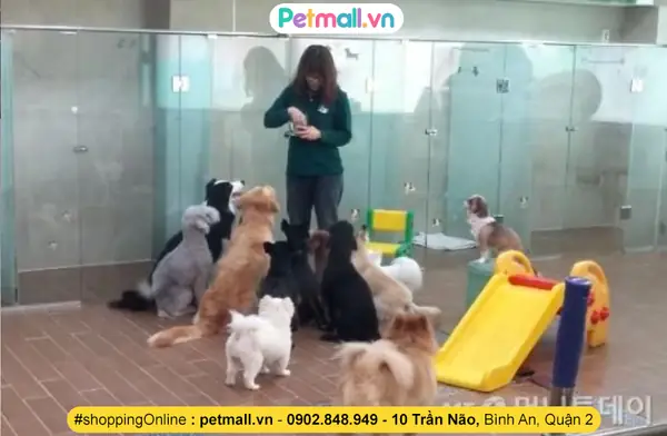 Vì Quá Bận Rộn Không Thể Chăm Sóc Thú Cưng, Người Dân Hàn Quốc Đã Đưa Các Em Đến Trường Mẫu Giáo Học Tập. Hàn Quốc Yêu Thương Thú Cưng Đến Mức Xây Cả Trường Mẫu Giáo Để Dạy Dỗ Và Chăm Sóc Chó, Mèo. Tình Yêu Thương Động Vật Được Lên Giáo Án Kĩ Càng Với Các Chương Trình Và Hoạt Động Thực Tế. Vì Quá Bận Rộn Không Thể Chăm Sóc Thú Cưng, Người Dân Hàn Quốc Đã Đưa Các Em Đến Trường Mẫu Giáo Học Tập. Hàn Quốc Yêu Thương Thú Cưng Đến Mức Xây Cả Trường Mẫu Giáo Để Dạy Dỗ Và Chăm Sóc Chó, Mèo. Tình Yêu Thương Động Vật Được Lên Giáo Án Kĩ Càng Với Các Chương Trình Và Hoạt Động Thực Tế.