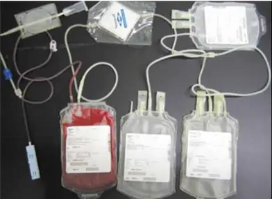 Truyền Máu Cho Chó Bao Nhiêu Tiền