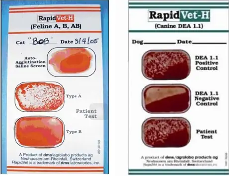 Truyền Máu Cho Chó Bao Nhiêu Tiền