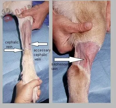 Truyền Nước Biển Cho Chó Bao Nhiêu Tiền? Bảng Giá Và Những Điều Cần Biết