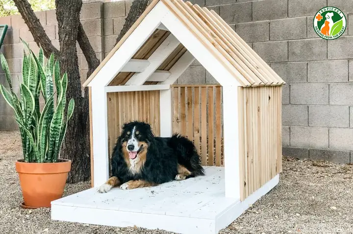 Xây Dựng Thói Quen Sinh Hoạt Tốt Cho Cún Cưng