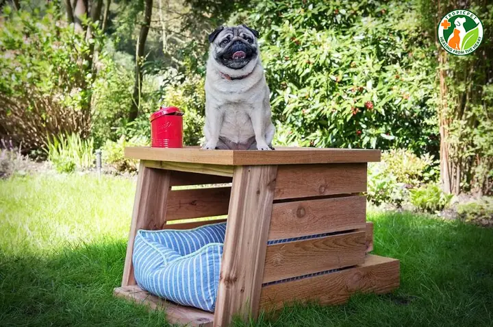 Những Lưu Ý Khi Làm Nhà Cho Chó