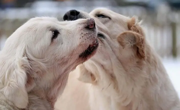 3những Điều Lưu Ý Khi Đến Mùa Động Dục