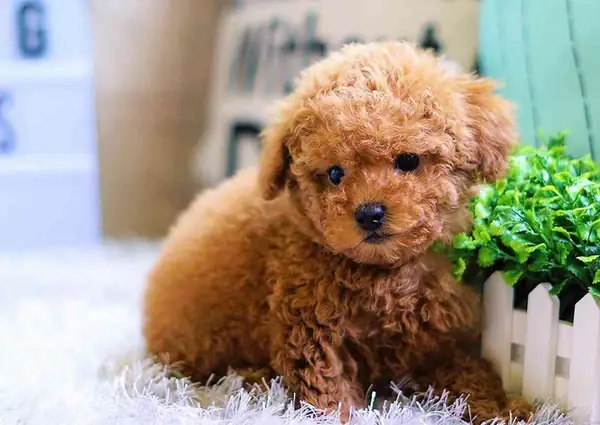 Tuổi Thọ Của Chó Poodle Tuổi Thọ Của Chó Poodle