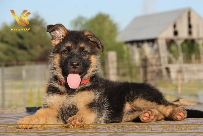 Môi Trường Sống Và Hoạt Động Hàng Ngày: