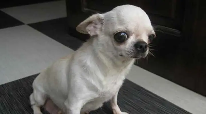 Cách Chăm Sóc Giống Chó Chihuahua Khi Mới Mua Về