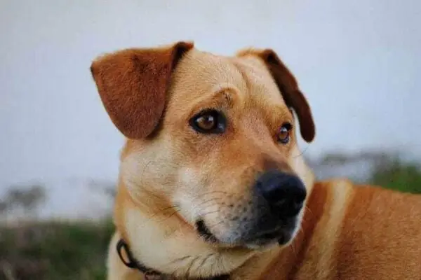 Tuổi Thọ Trung Bình Của Chó Nhà (chó Ta)