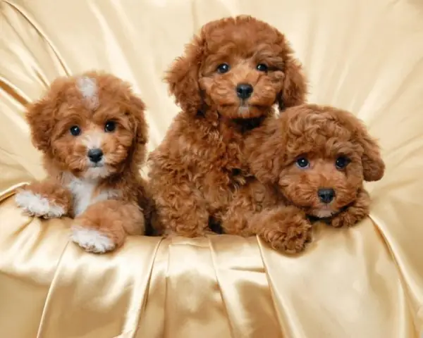 Tuổi Thọ Của Chó Husky Tuổi Thọ Của Chó Husky