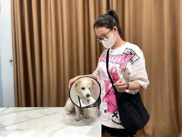 Tuổi Thọ Trung Bình Của Chó