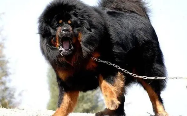 Chó Ngao Tây Tạng: Thật Là Một Giống Chó Độc Đáo!