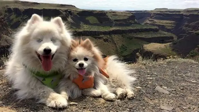 Căn Cứ Các Thay Đổi Đặc Điểm Ngoại Hình Của Chó Phốc Sóc