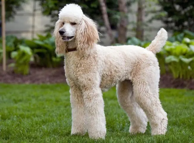 Tuổi Thọ Của Chó Poodle Và Cách Xác Định Tuổi