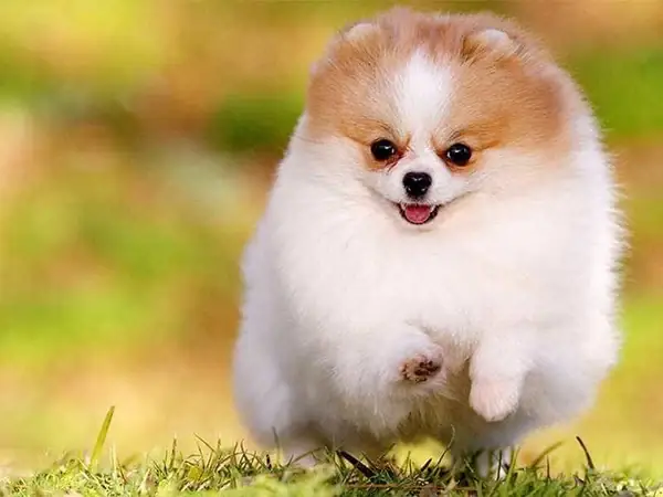 Tuổi Thọ Của Những Chú Chó Phốc