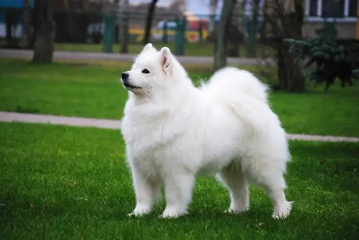 Những Lưu Ý Khi Chăm Sóc Samoyed