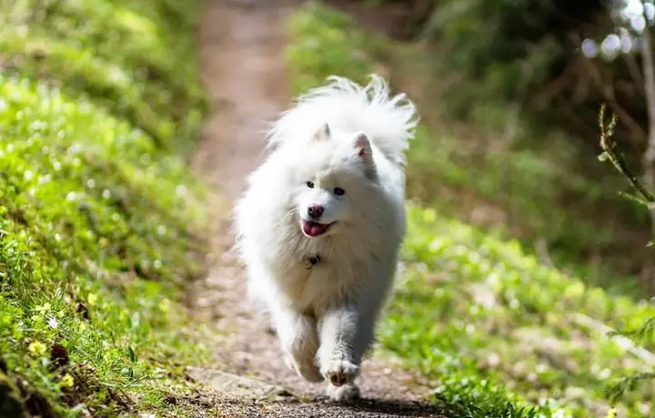 Những Lưu Ý Khi Chăm Sóc Samoyed