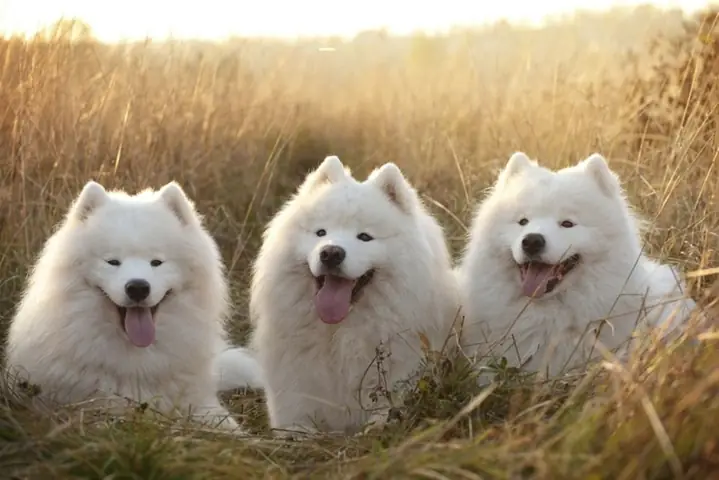 Samoyed Song Duoc Bao Lau 2