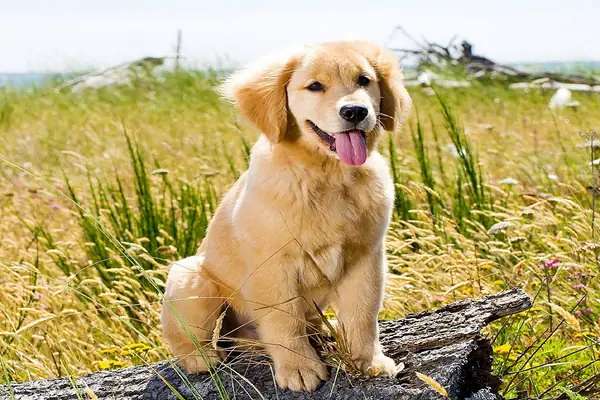 Chăm Sóc Sức Khỏe