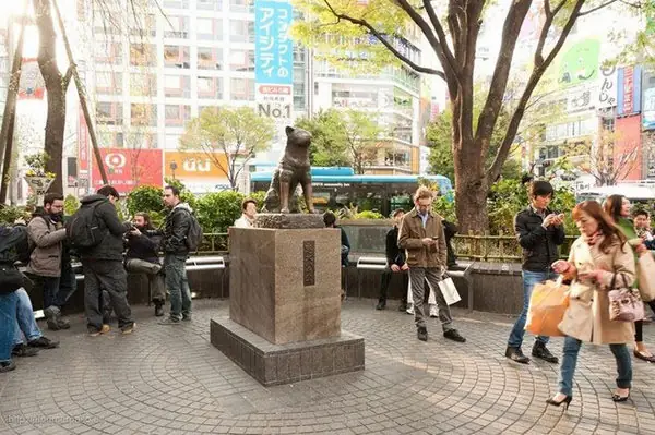 Tượng Chó Hachiko Ở Đâu